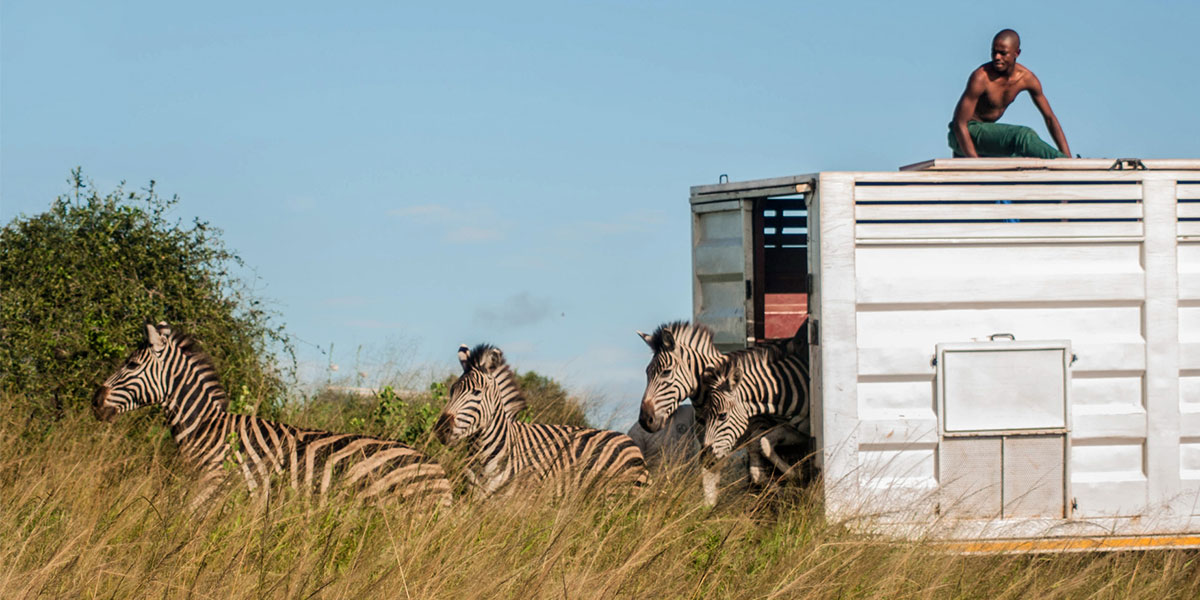 Donation_Zebra